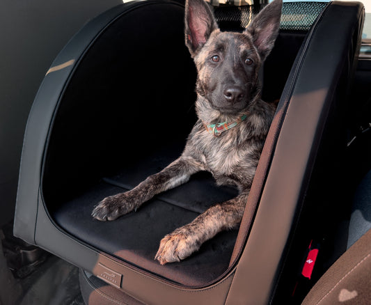 Hund im DOXAFER®