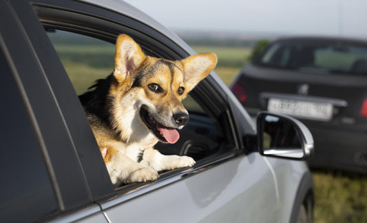 Hund will aus dem Auto schauen