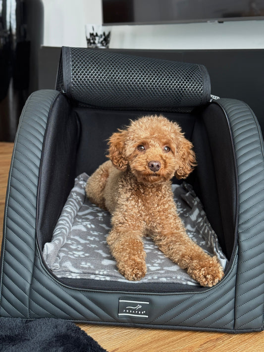 Wie-dein-Hund-den-DOXAFER-besser-annimmt.-Influencerin-Lotte-Frieda-von-Instagram-erklärt-wie-es-am-besten-funktioniert. DOXAFER®